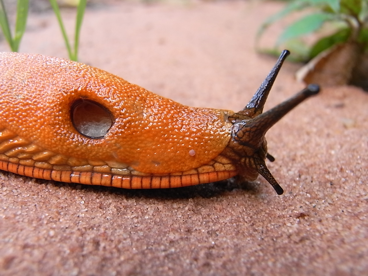 quatre saisons gros limaçon...