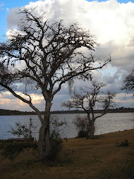 Bosque Nativo