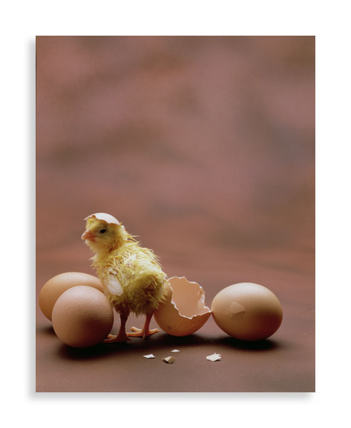hen hatching hen hatching