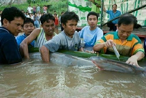 Mekong+catfish+world+record