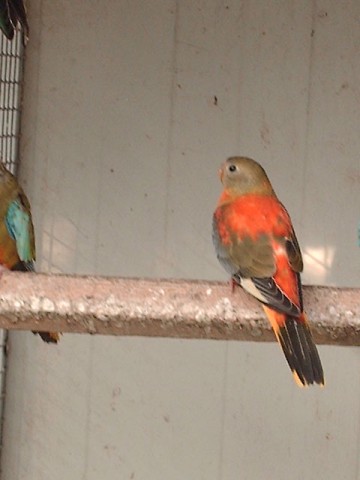 Turquoisine Opalino peito vermelho