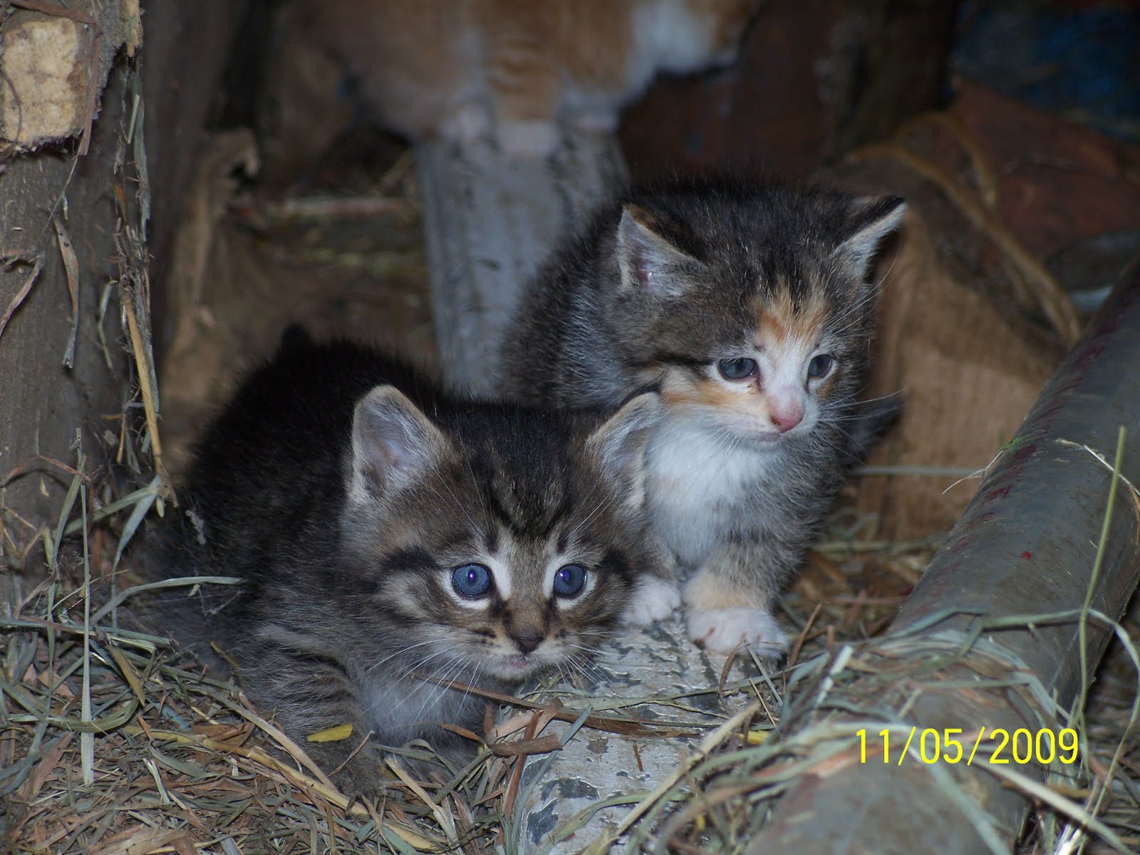 Barn Kittens
