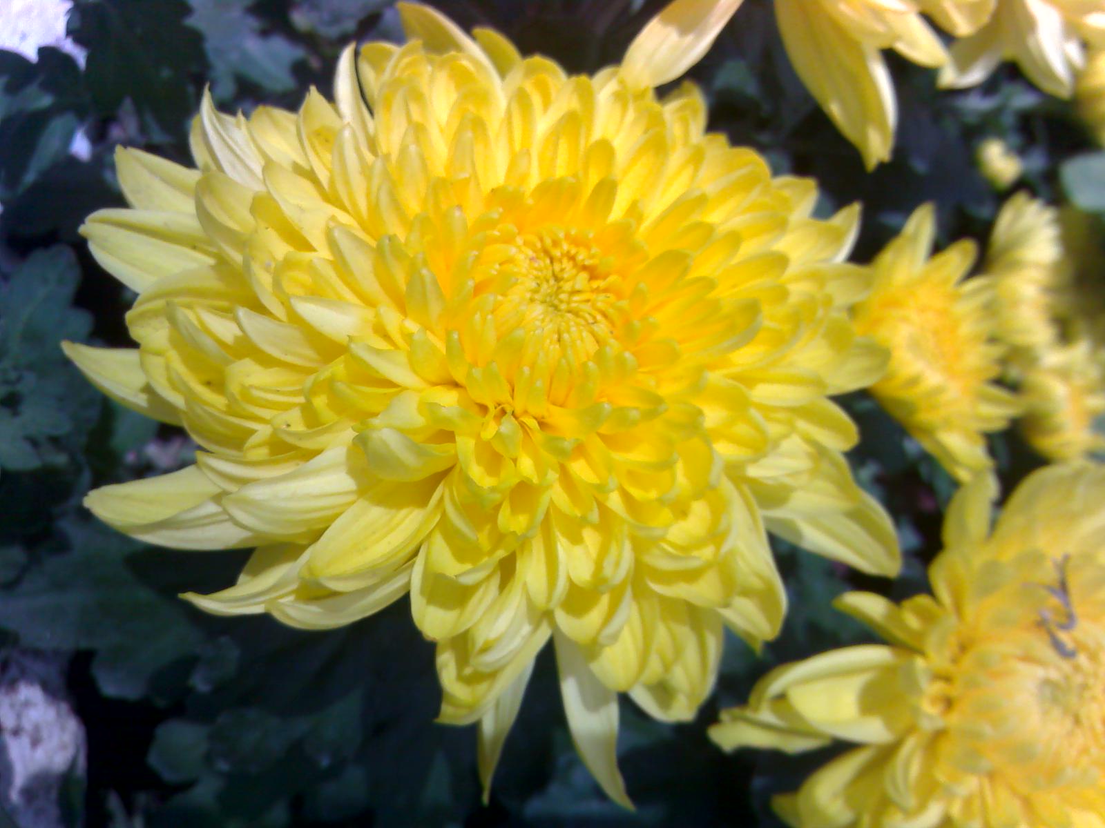 Flowers of Malaysia chrysanthemum