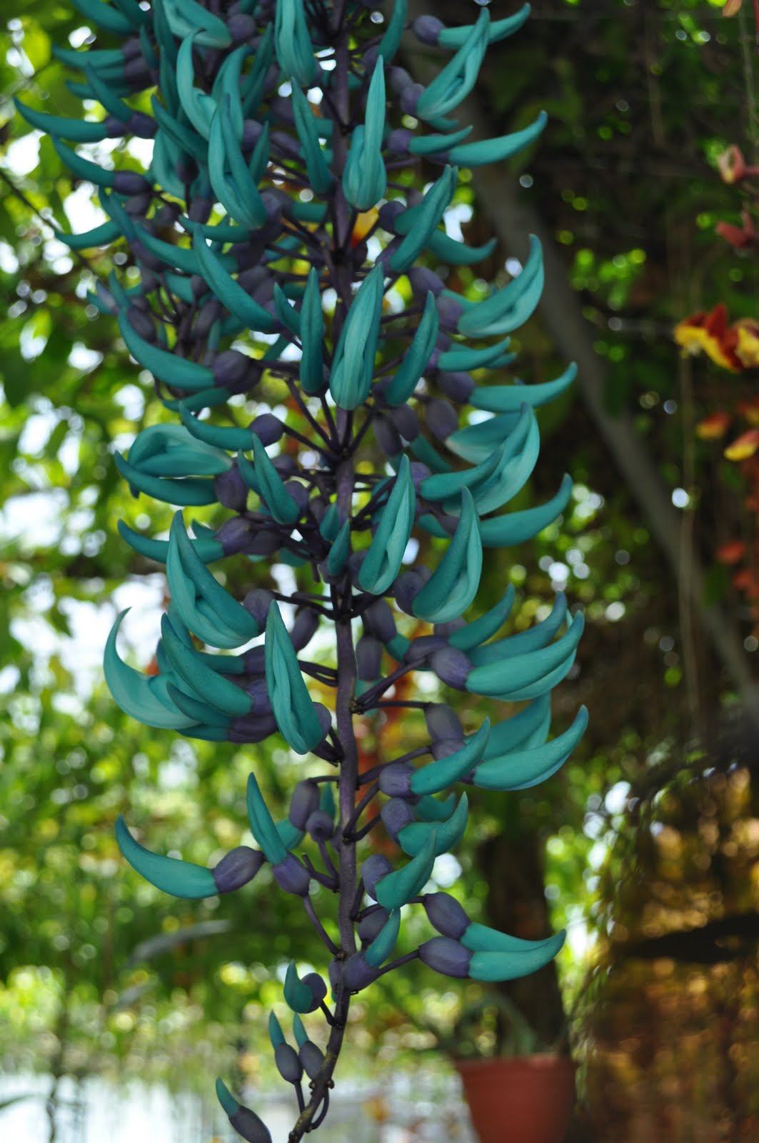 Flowers of Malaysia Jade Vine