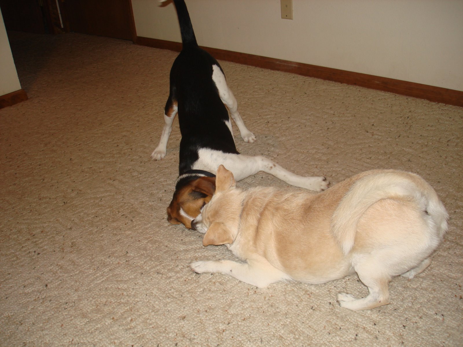 [Dogs+044.jpg]