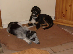Vale's puppies 3 months old