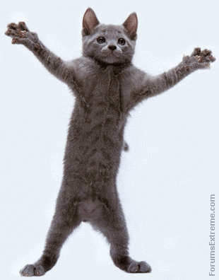 [Cat.gif]