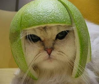 When Life Hands You Lemons...Make your kitty a helmet like this guy did with a lime!
