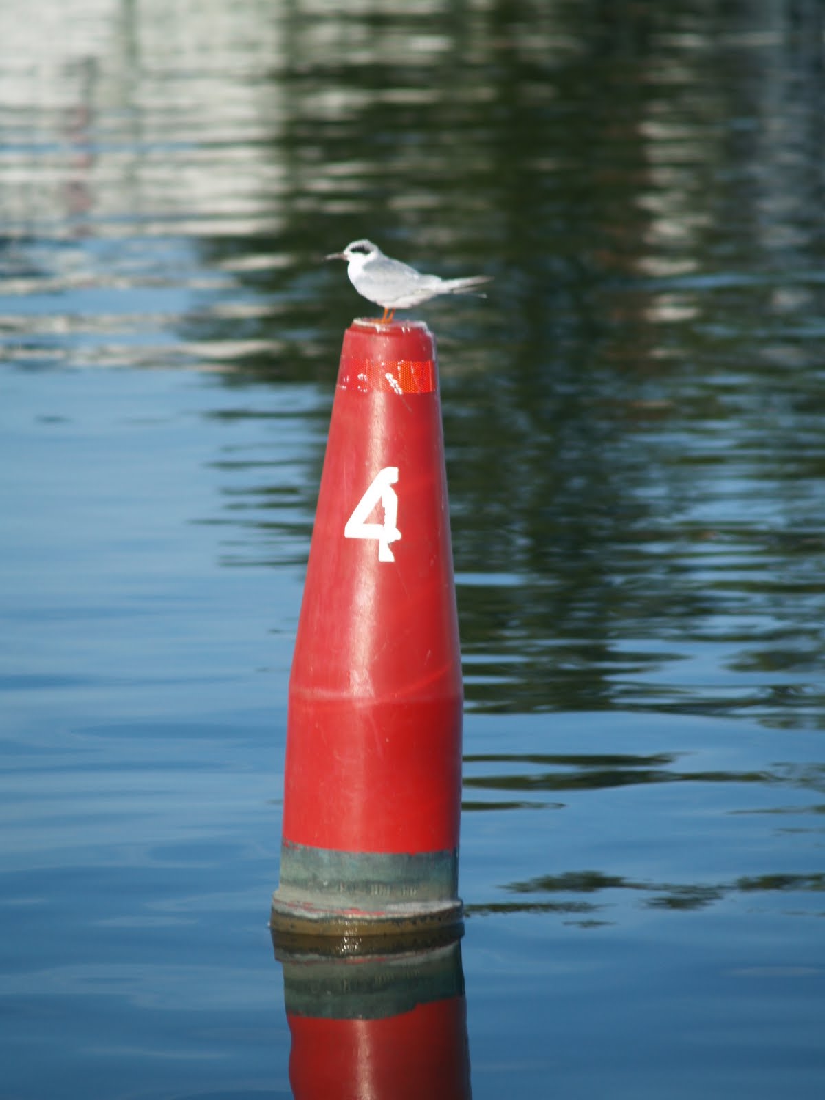 [bouy+bird.JPG]