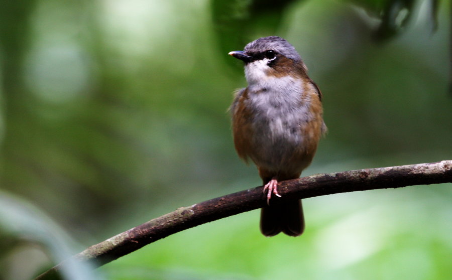 The Damned Morning Bird The Damned Morning Bird