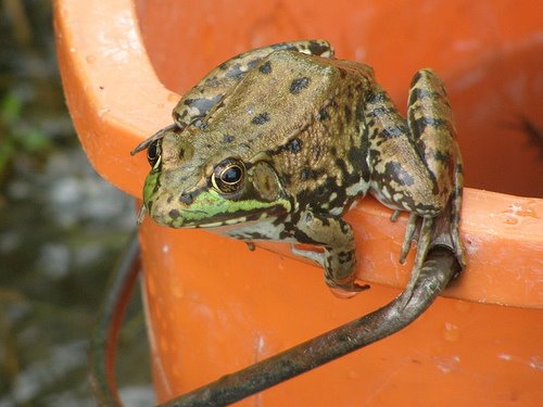 [frog+on+a+bucket.jpg]