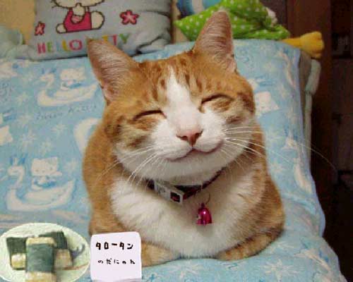 Kucing Yang Cantik