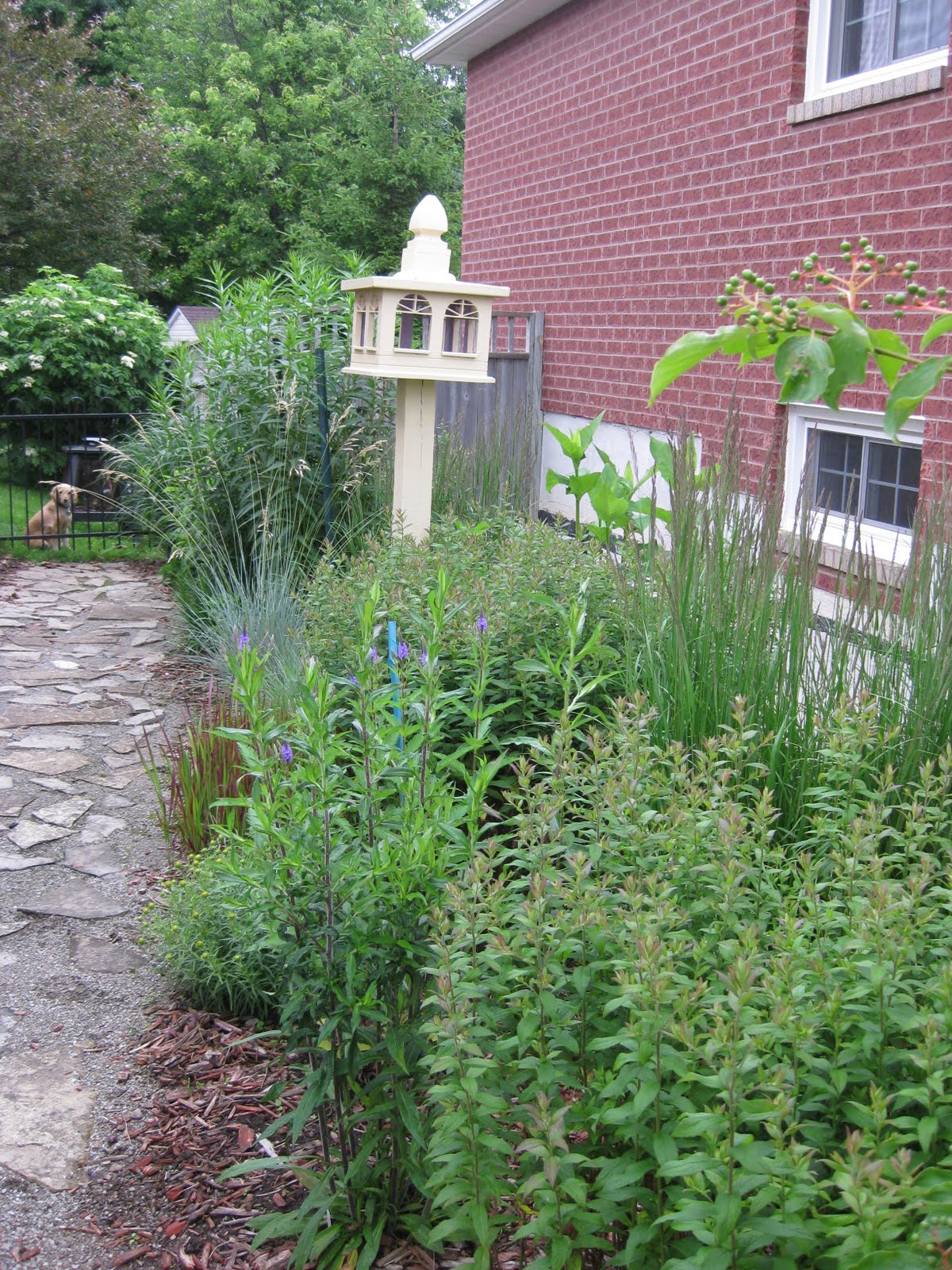Pagoda+dogwood+berries