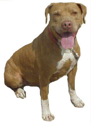 external image pitbull.jpg