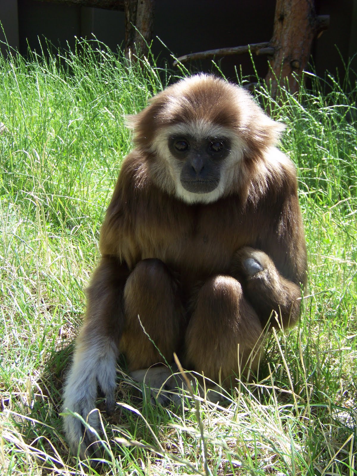 baby gibbon monkey