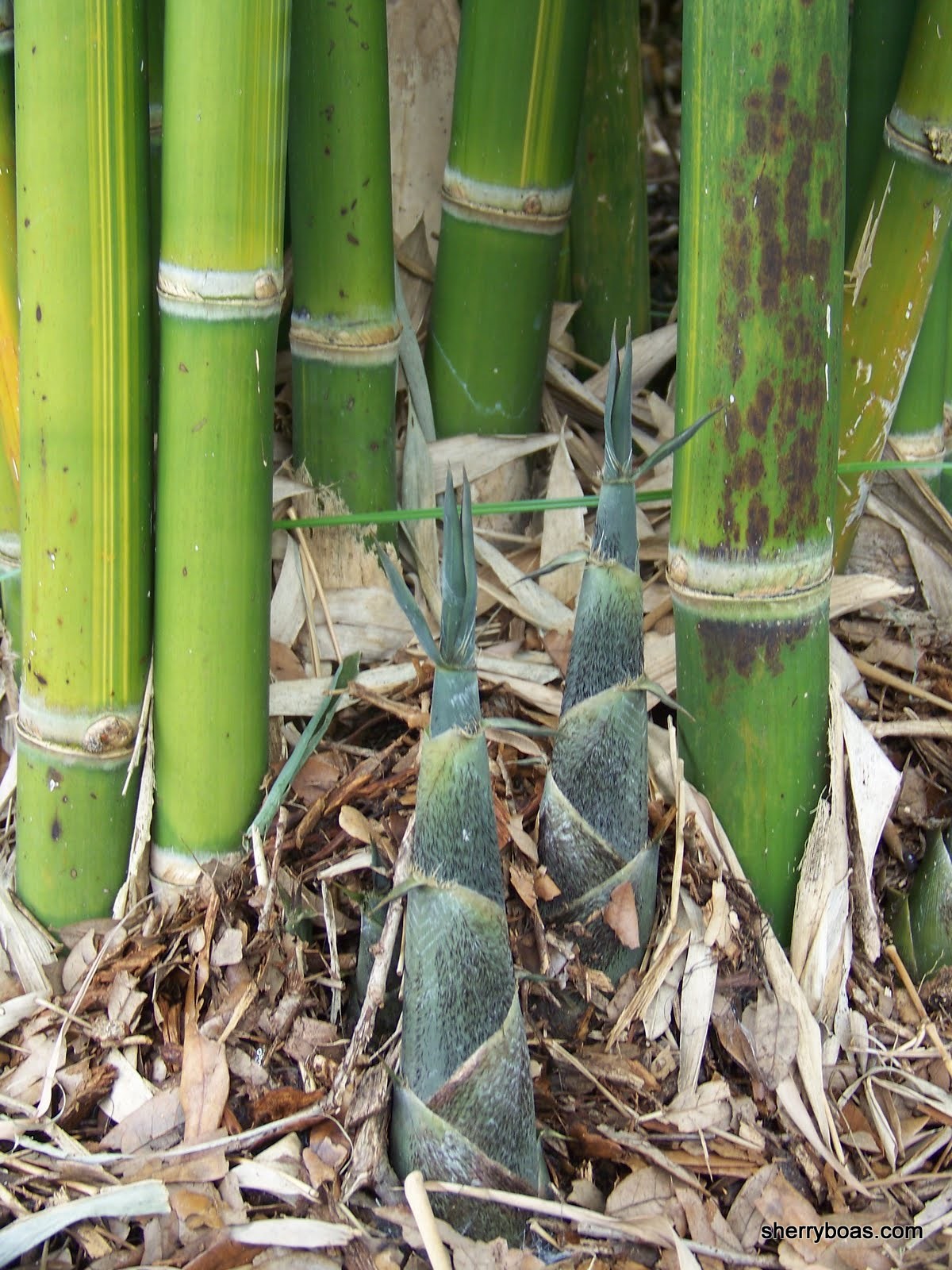 Should I support bamboo canes that lean? Bamboo from Florida for