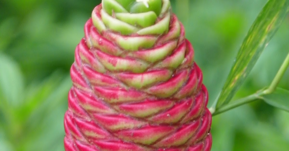 Simply Living Ginger plant's fragrant liquid makes it a useful beauty