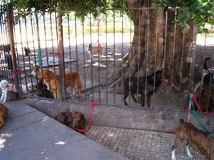 PERRITOS QUERIDOS NO SE ABURREN ATADOS A UN POSTE SIN PASEO