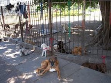 31 AIRE Y SOMBRA pero mejor sería PERROS FELICES PASEADOS