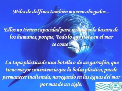 Delfin