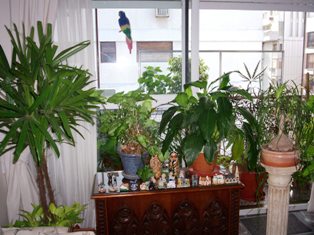 PLANTAS SERES VIVOS