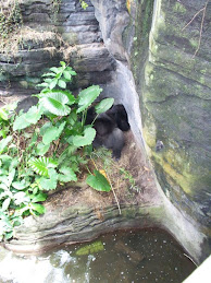 GORILA DESCANSANDO 2 ANIMAL KINGDOM