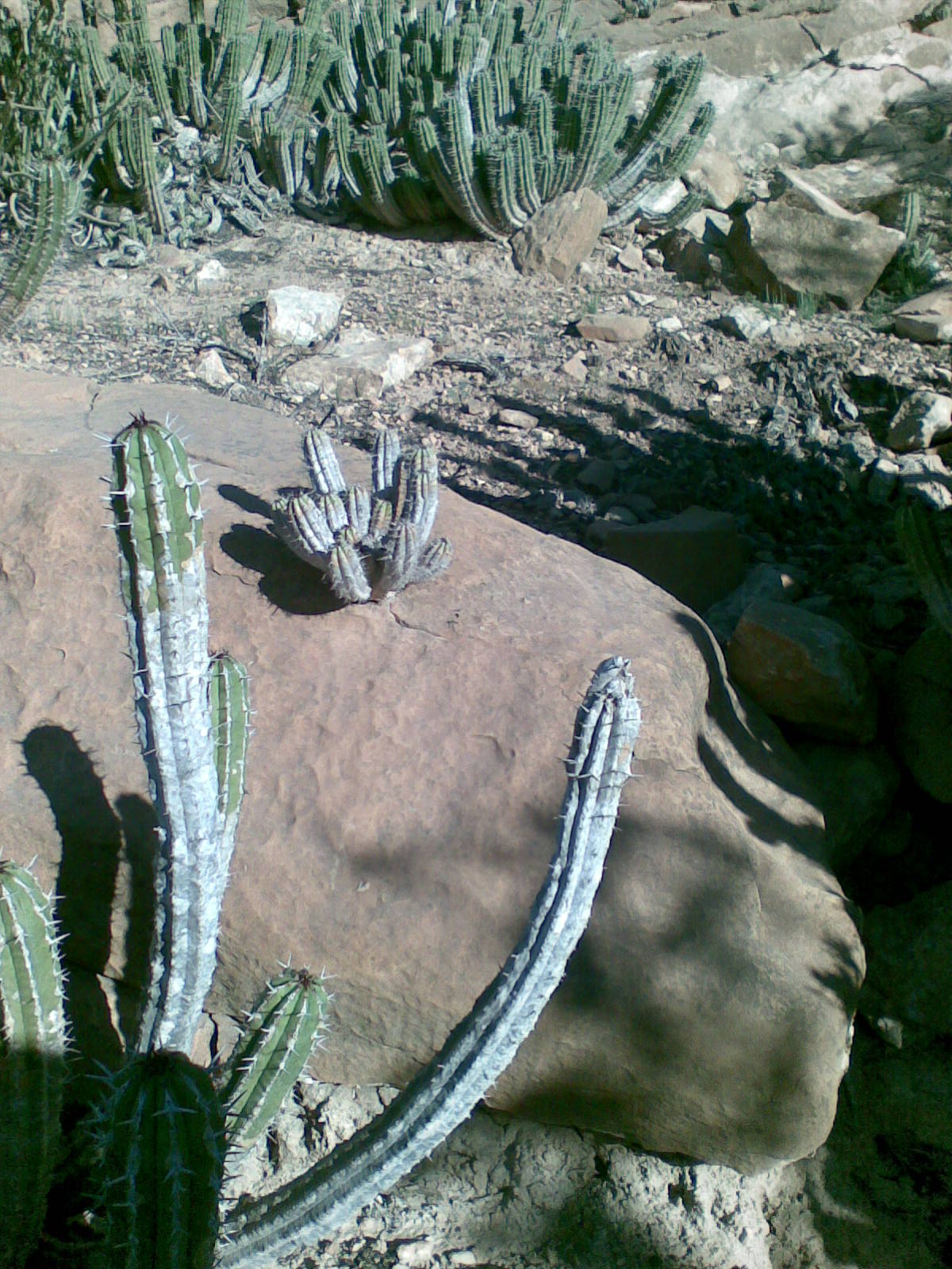 [cactus+roche+2.jpg]