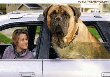 big-dog-in-car.jpg
