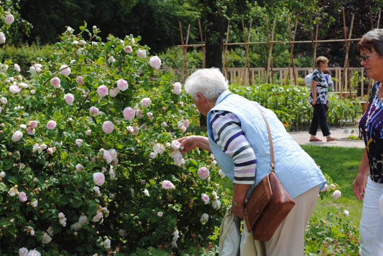 Formschoen I Wortgewandt Petersil Und Suppenkraut Sommerblumen