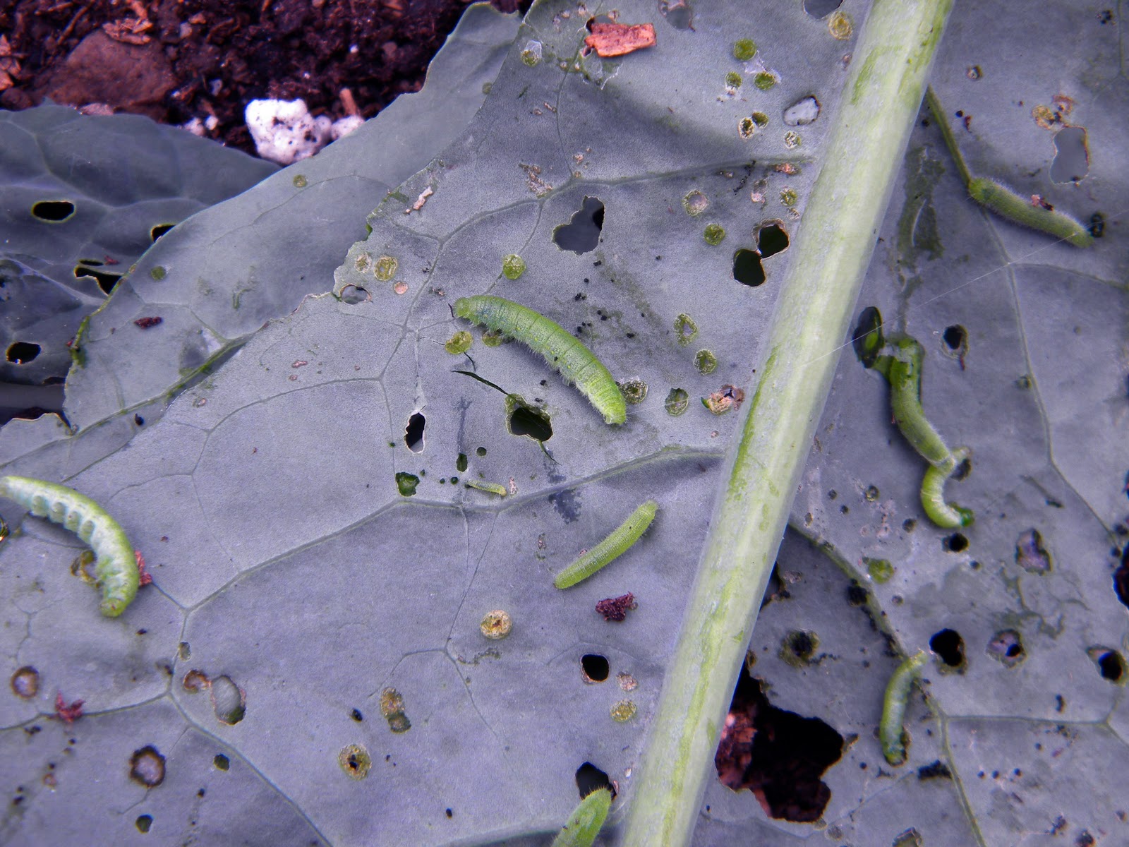 one happy little farm cabbage looper control