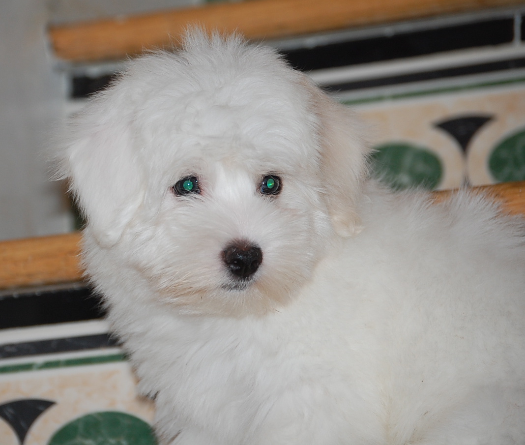 American Coton de Tulear Club