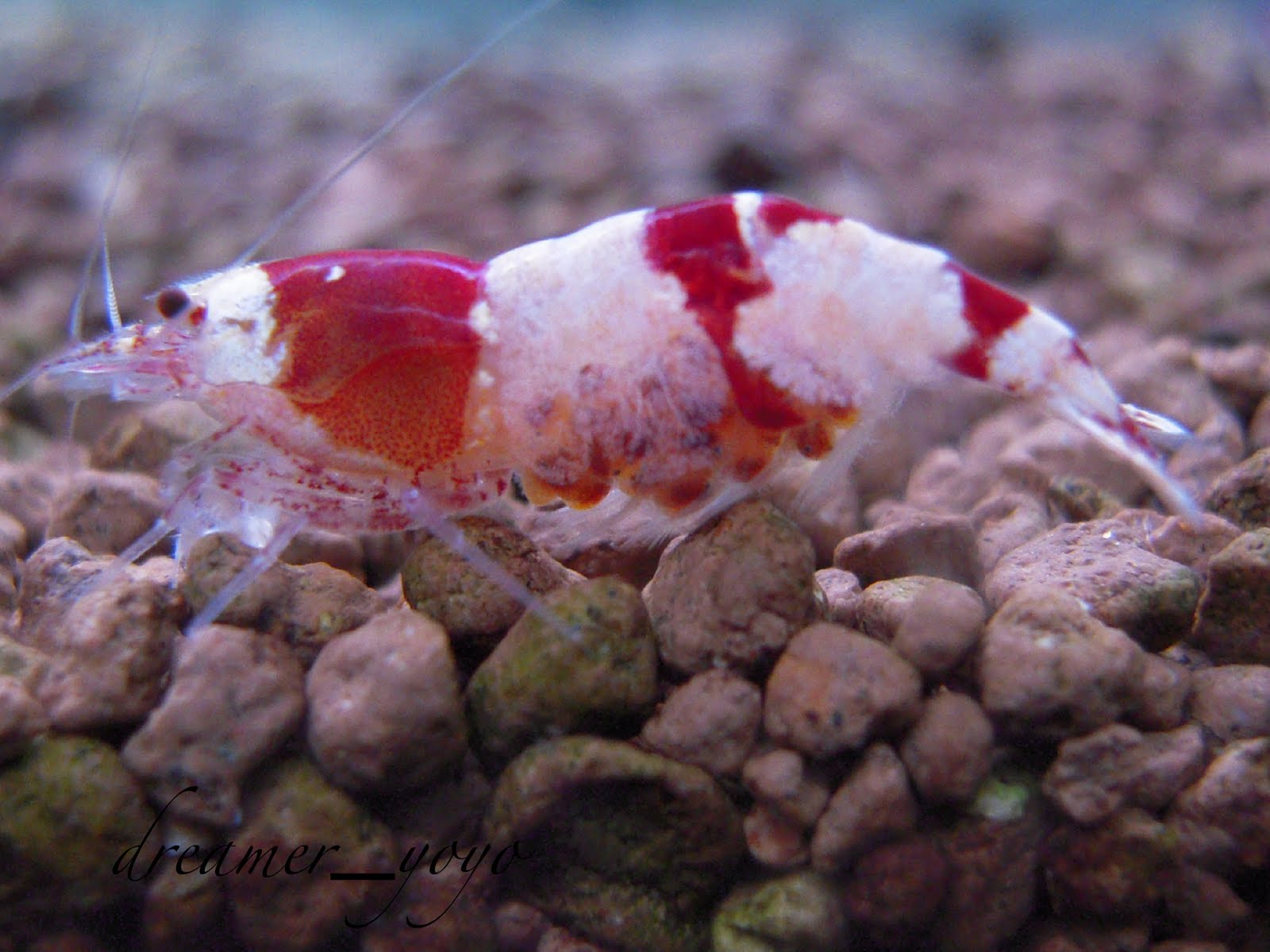 Full Loaded OneCherry Shrimp