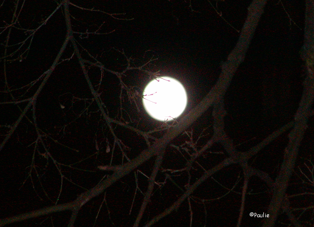 [Janfullmoon5.jpeg]