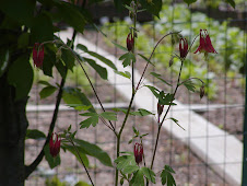 Flowers in the shade