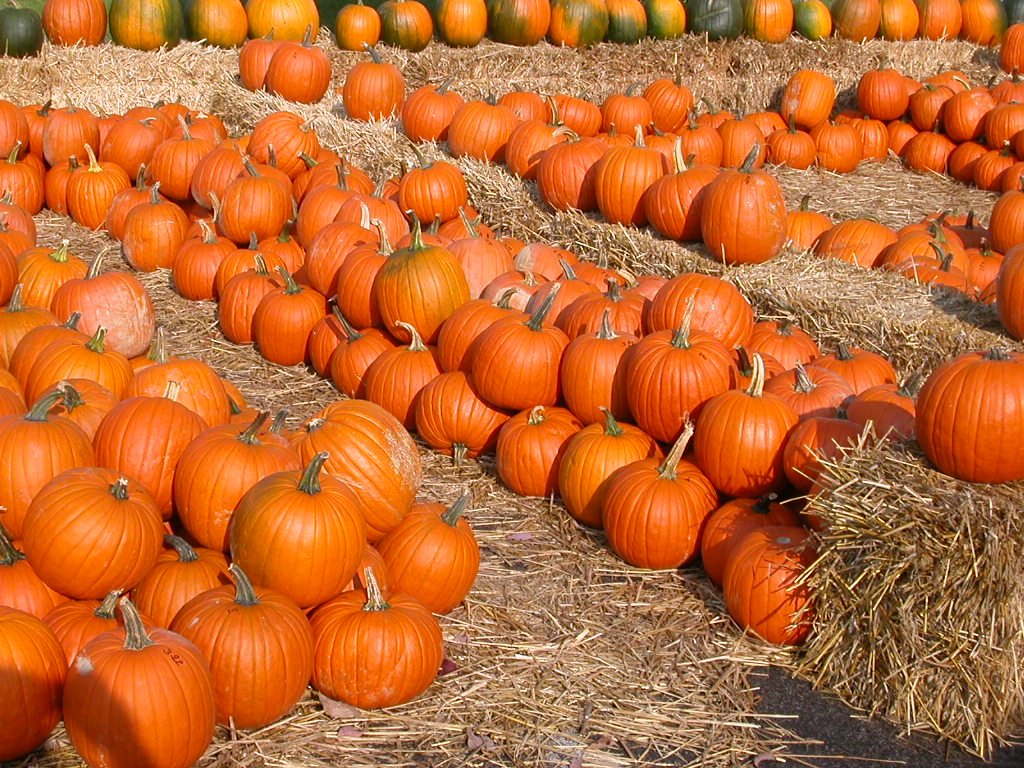 Living Food Junkie: Welcoming Fall&hellip;