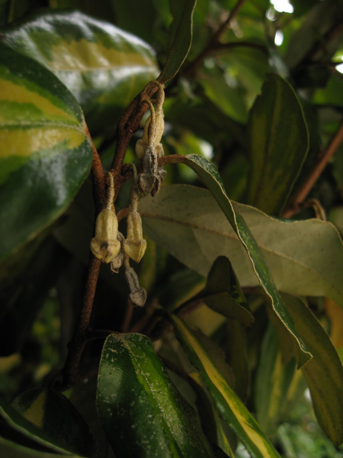 Dublin Flora Elaeagnus X Ebbingei Limelight