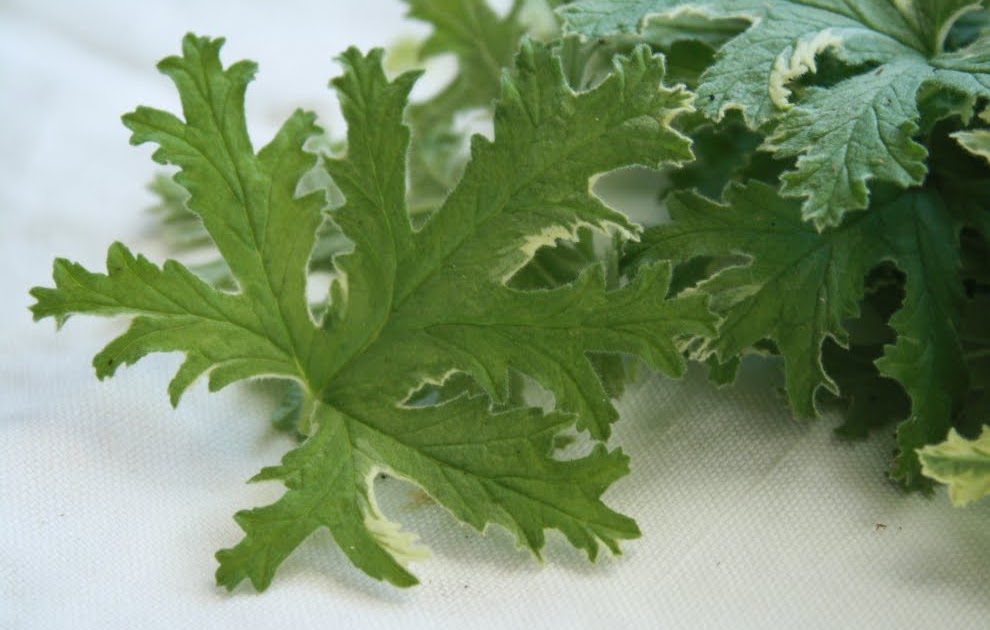 Power to the Bauer Rose Geranium Infused Simple Syrup