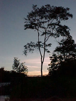 [arbol.jpg]