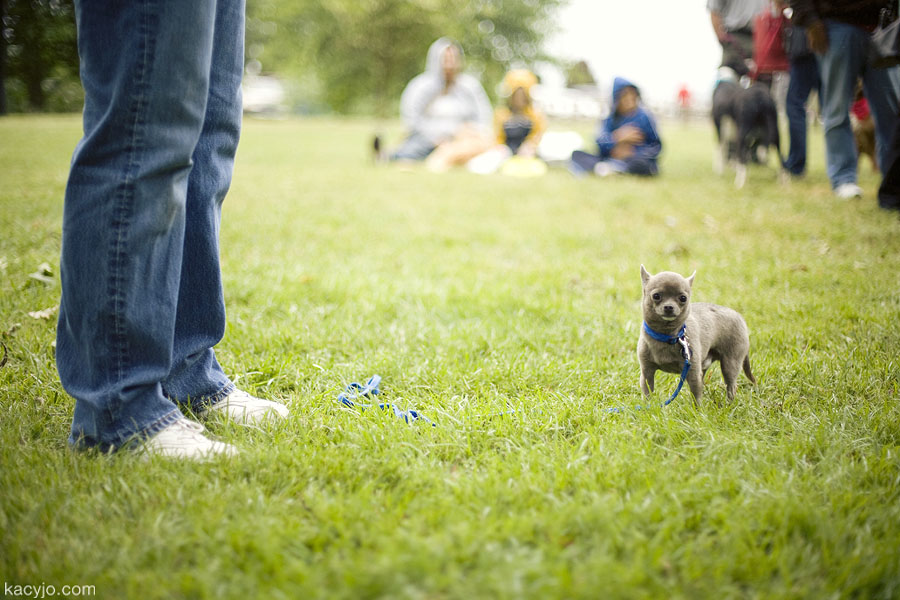 [safehaven_paws_in_the_park_7.jpg]