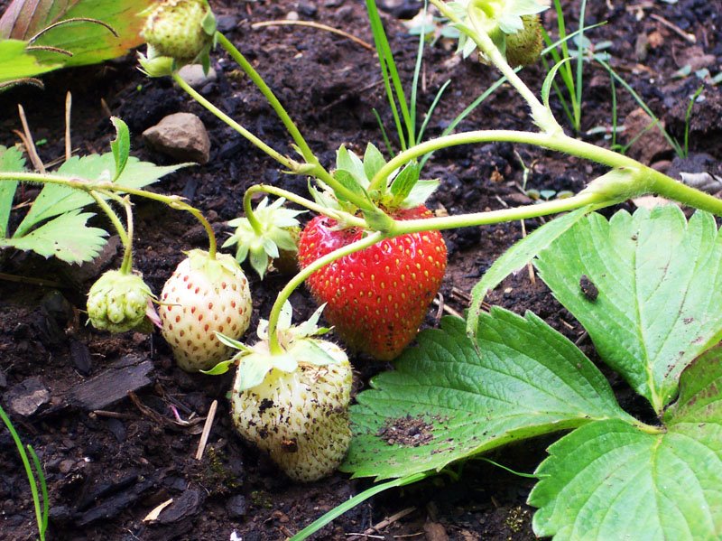 [garden7.jpg]