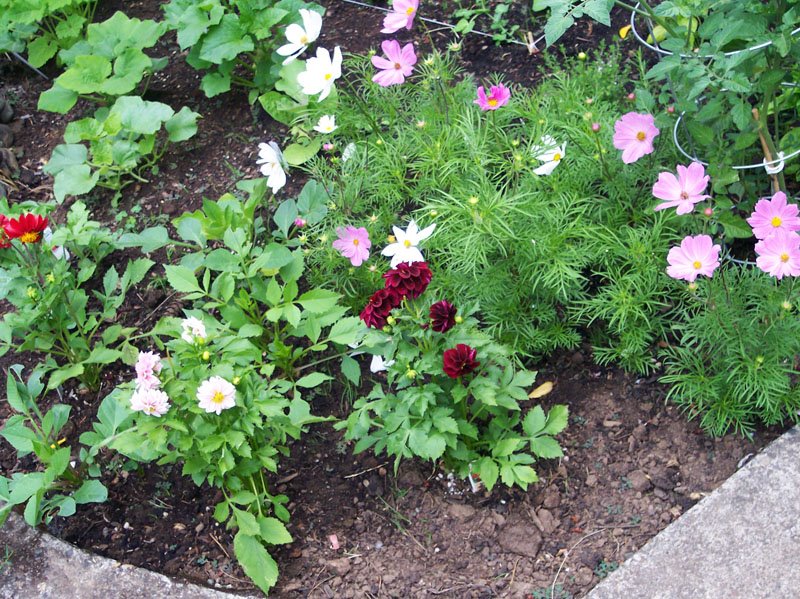 [garden6.jpg]