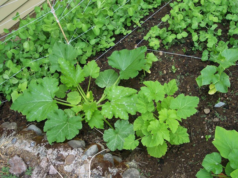 [garden2.jpg]