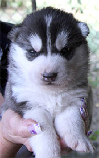 [puppies2.jpg]