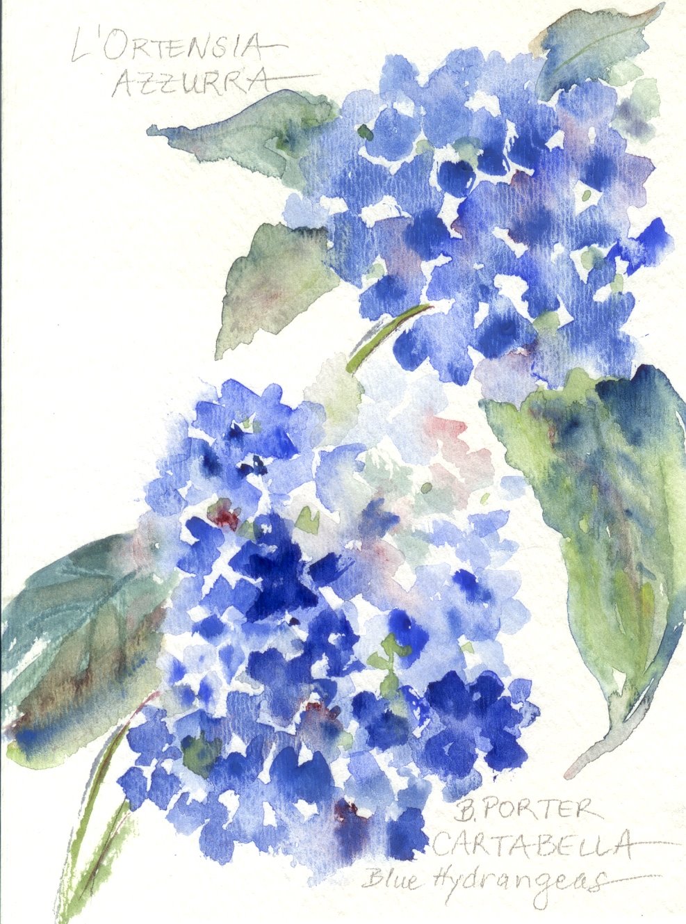 [Hydrangeas5X7A.jpg]