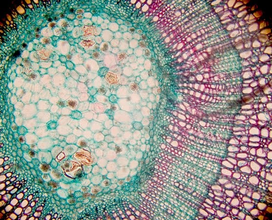 Bio in the news: Signal Proteins for Plant Stem Cell Discovered