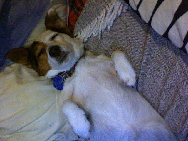 What's Up With My Jack Russell?: The Dog's Dead!