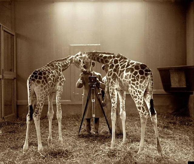 Amazing animals photography