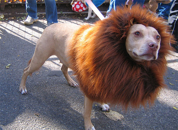 dog-lion-mane.jpg