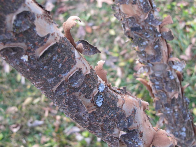 Dogwood+tree+diseases+bark