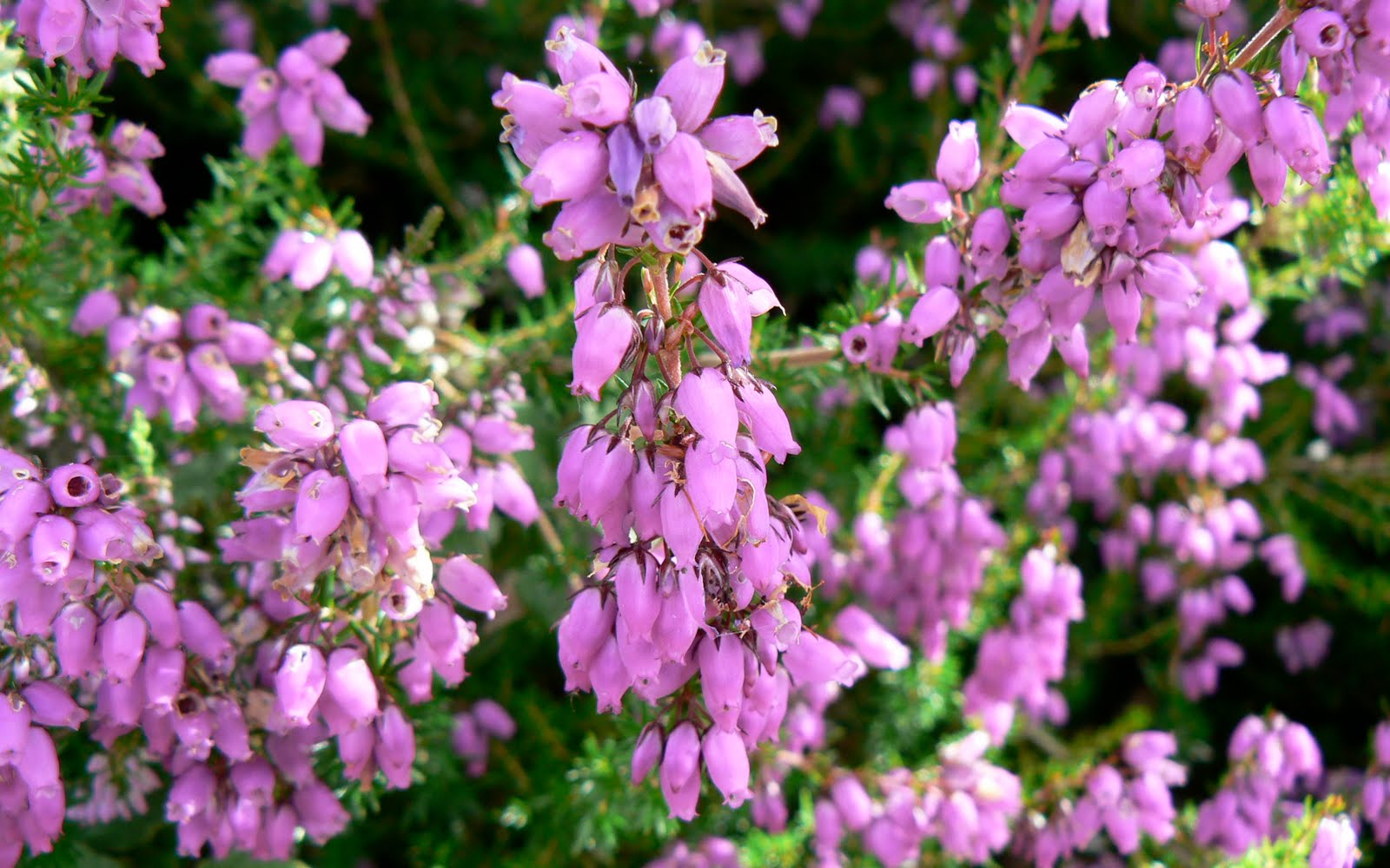 A Kilchoan Diary The Heather Crisis
